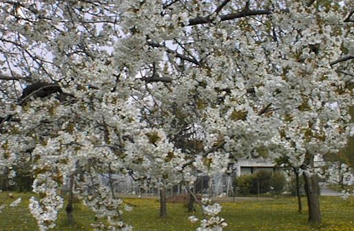 ciliegio in fiore, particolare