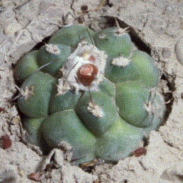 turbinicarpus lophophoroides