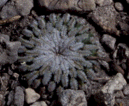 turbinicarpus pseudopectinatus